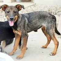 Rescued dog 77