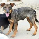 Rescued dog 77