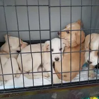 Rescued dog 78