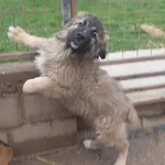 Rescued dog 79
