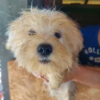 Rescued dog 80