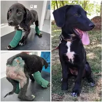 Rescued dog 81