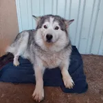 Rescued dog 82