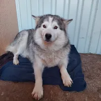 Rescued dog 82