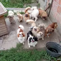 Rescued dog 83