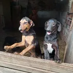 Rescued dog 84