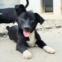 Rescued dog 85