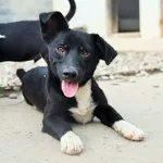 Rescued dog 85