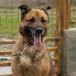 Rescued dog 88