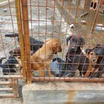 Rescued dog 89