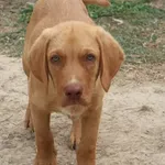 Rescued dog 90