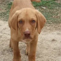 Rescued dog 90