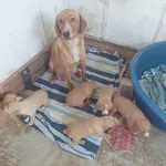Rescued dog 91
