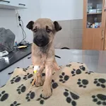 Rescued dog 92