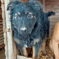 Rescued dog 93