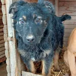 Rescued dog 93