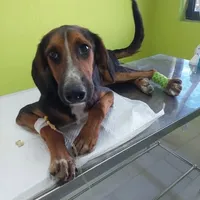 Rescued dog 94