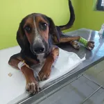 Rescued dog 94