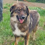 Rescued dog 95