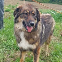 Rescued dog 95