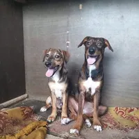 Rescued dog 96