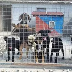 Rescued dog 97