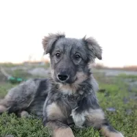 Rescued dog 98