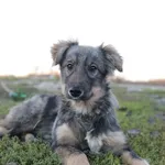Rescued dog 98