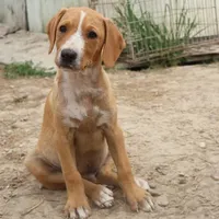 Rescued dog 99