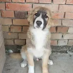 Rescued dog 100