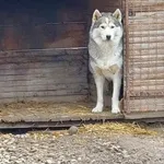 Rescued dog 101