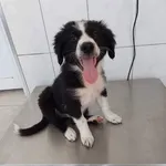 Rescued dog 102