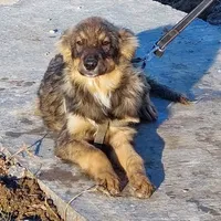 Rescued dog 103