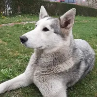 Rescued dog 104