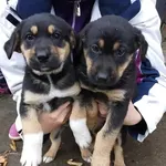 Rescued dog 105