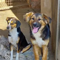 Rescued dog 106