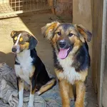 Rescued dog 106
