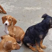 Rescued dog 107