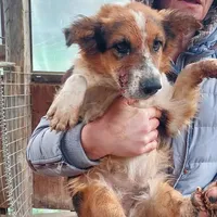 Rescued dog 108