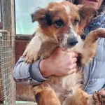 Rescued dog 108