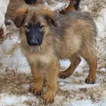 Rescued dog 109