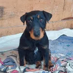 Rescued dog 110