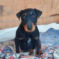 Rescued dog 110