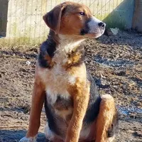 Rescued dog 111