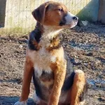 Rescued dog 111