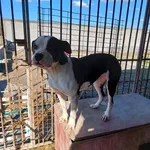 Rescued dog 112