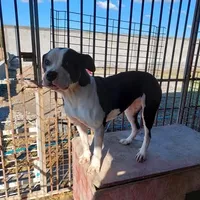 Rescued dog 112