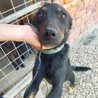 Rescued dog 113