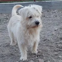 Rescued dog 114