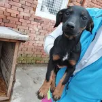 Rescued dog 115